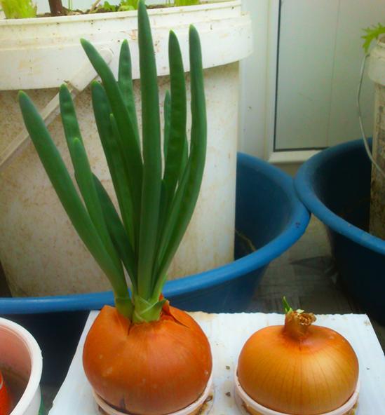 Name:  taze_yesil_aci_sogan.jpg
Views: 2894
Size:  37.1 KB