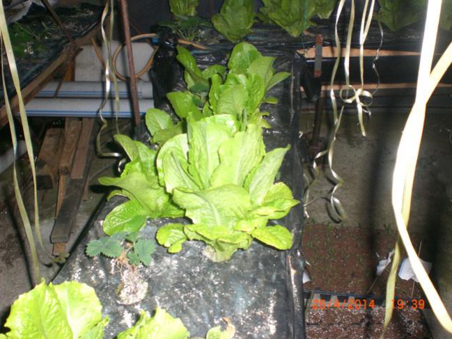 Name:  marul.jpg
Views: 1961
Size:  59.4 KB