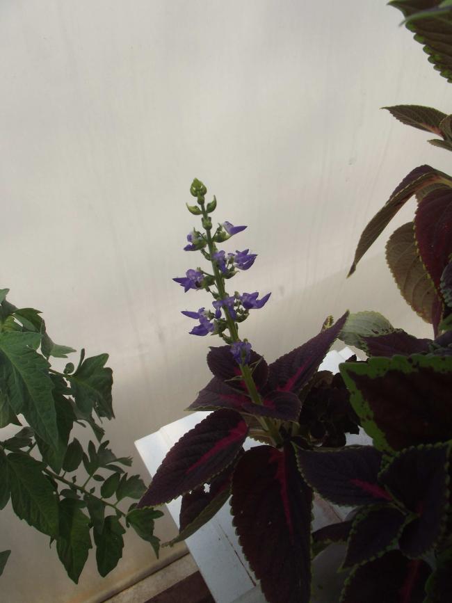 Name:  27_04_2014_09.jpg
Views: 958
Size:  46.4 KB