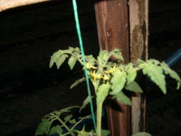 Name:  sahibinden_S7301787.jpg
Views: 5765
Size:  31.0 KB