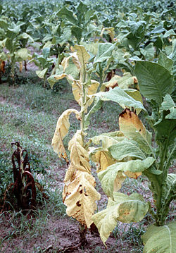 Name:  FUSARIUM WILT.jpg
Views: 2010
Size:  44.4 KB