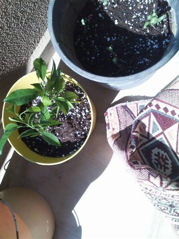 Name:  2(Kk) (Kk).jpg
Views: 538
Size:  37.3 KB