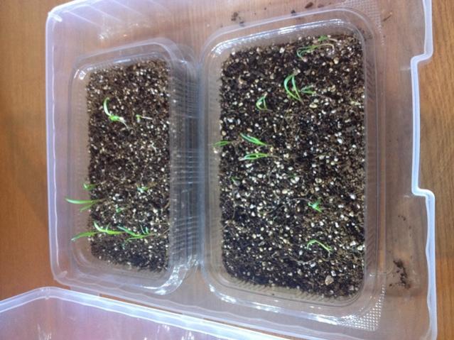 Name:  IMG_4237.jpg
Views: 1622
Size:  56.2 KB