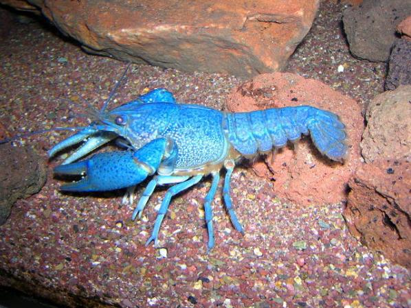 Name:  Procambarus-Alleni.jpg
Views: 3035
Size:  71.2 KB