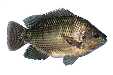 Name:  niloticus.jpg
Views: 6835
Size:  47.1 KB