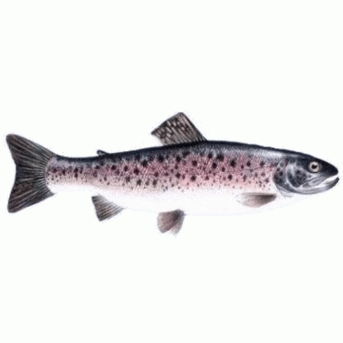 Name:  zalmforel-500x500.jpg
Views: 2065
Size:  53.9 KB