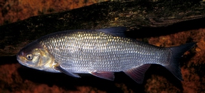 Name:  blauwewinde.jpg
Views: 1989
Size:  39.1 KB