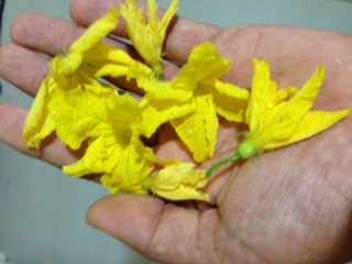 Name:  IMG_6163.JPG
Views: 733
Size:  34.0 KB