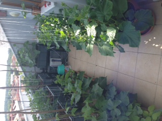 Name:  IMG_6280.JPG
Views: 646
Size:  52.5 KB