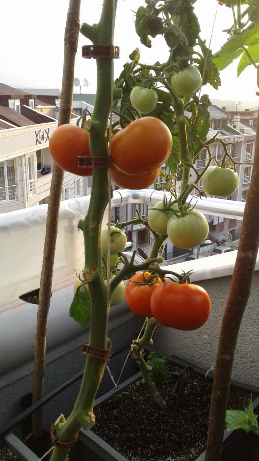 Name:  20160803_065019-min.jpg
Views: 767
Size:  76.8 KB
