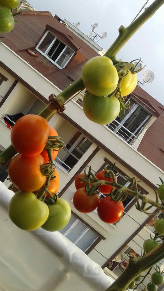 Name:  20160803_065053-min.jpg
Views: 734
Size:  75.5 KB
