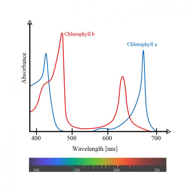 Name:  Chlorophyll_ab_spectra-en.jpg
Views: 1425
Size:  27.3 KB