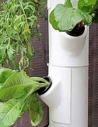 Name:  VERT HYDROPONIC 1.jpg
Views: 13249
Size:  11.0 KB
