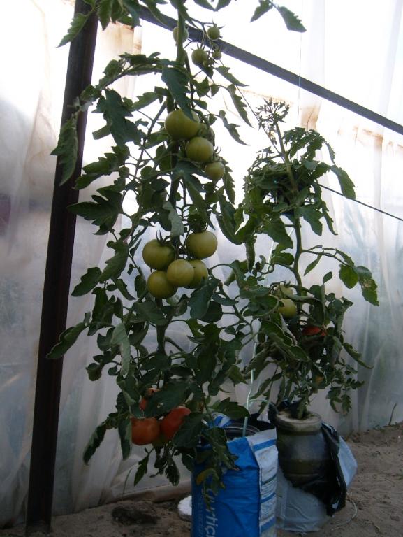 Name:  sahibinden_S7302144.jpg
Views: 5564
Size:  74.1 KB