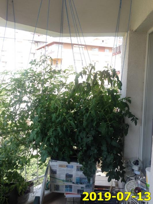 Name:  IMG_1685.jpg
Views: 648
Size:  69.4 KB