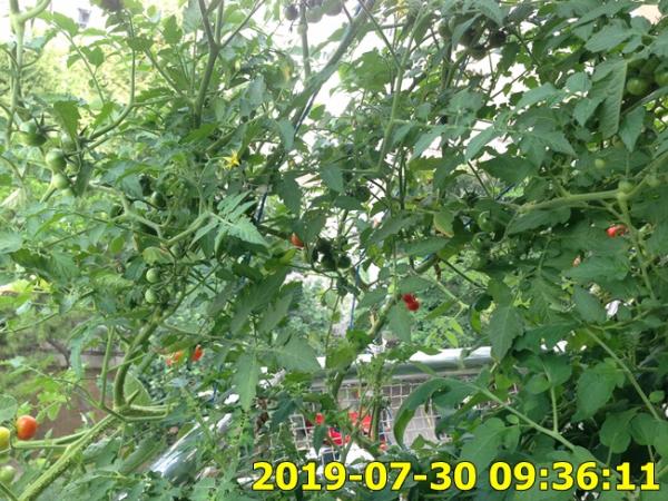 Name:  IMG_1854.jpg
Views: 380
Size:  72.7 KB