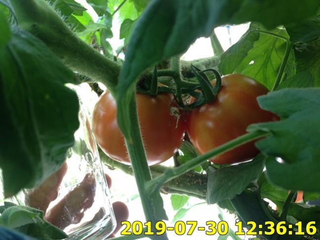 Name:  IMG_1860.jpg
Views: 376
Size:  44.3 KB