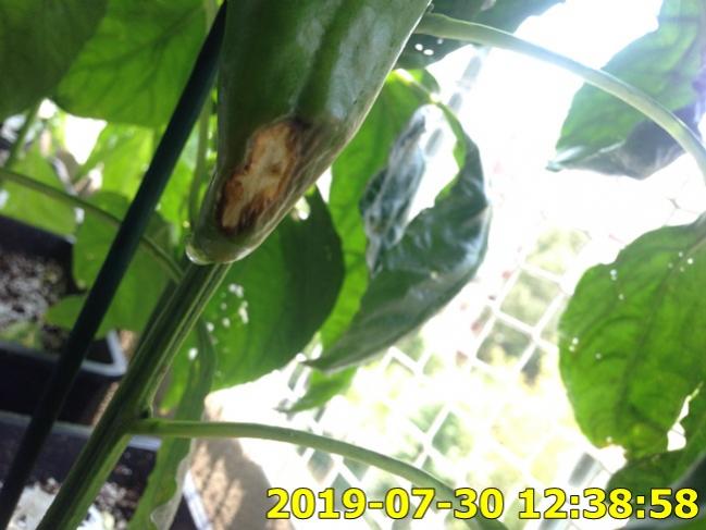 Name:  IMG_1868.jpg
Views: 360
Size:  42.4 KB