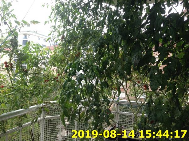 Name:  IMG_1991.jpg
Views: 288
Size:  73.3 KB