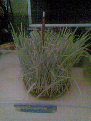 Name:  grnt018w.jpg
Views: 35934
Size:  54.9 KB