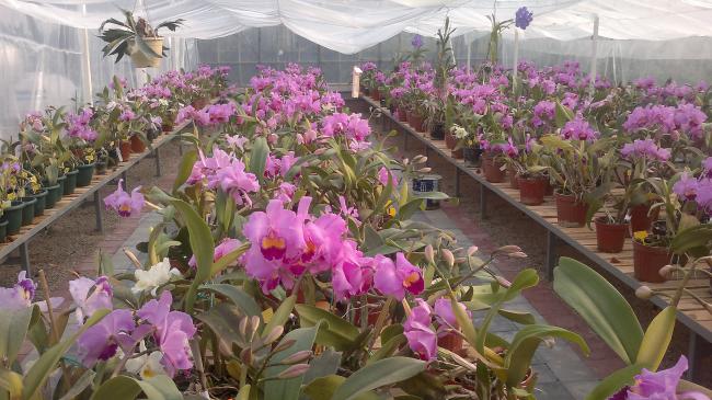 Name:  12012011003.jpg
Views: 6980
Size:  56.5 KB