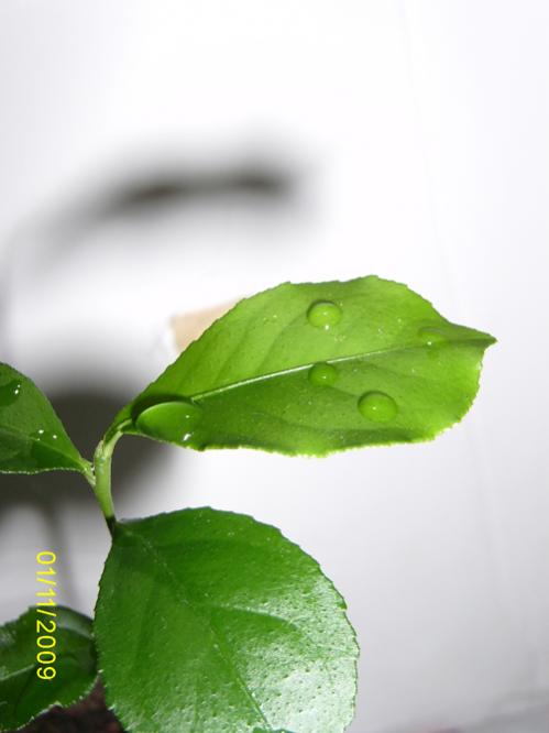Name:  SA550132.jpg
Views: 1740
Size:  25.9 KB