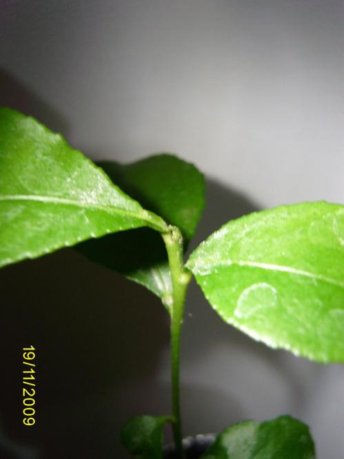 Name:  SA550221.jpg
Views: 1743
Size:  23.9 KB