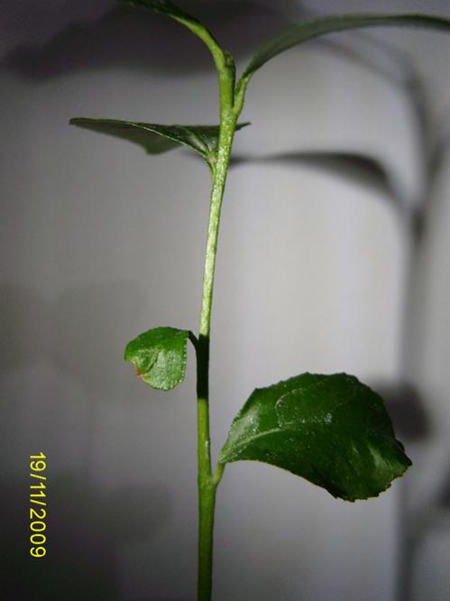 Name:  SA550218.jpg
Views: 1744
Size:  22.8 KB