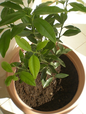 Name:  DSCN5262.JPG
Views: 2500
Size:  69.3 KB