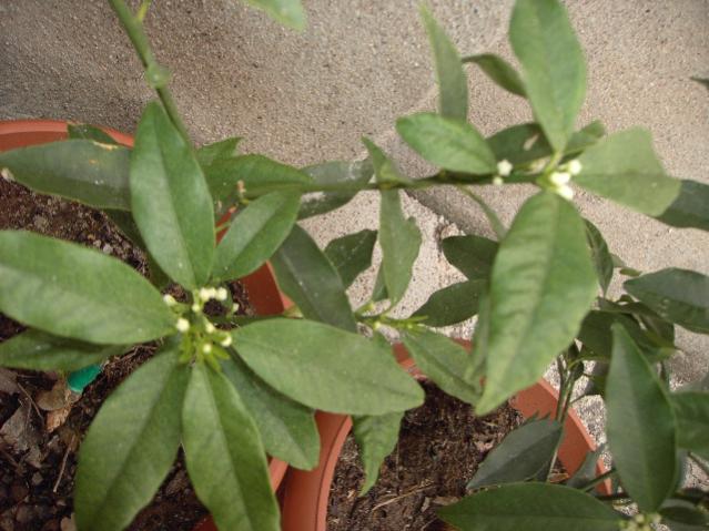 Name:  PICT0227.jpg
Views: 2485
Size:  49.9 KB