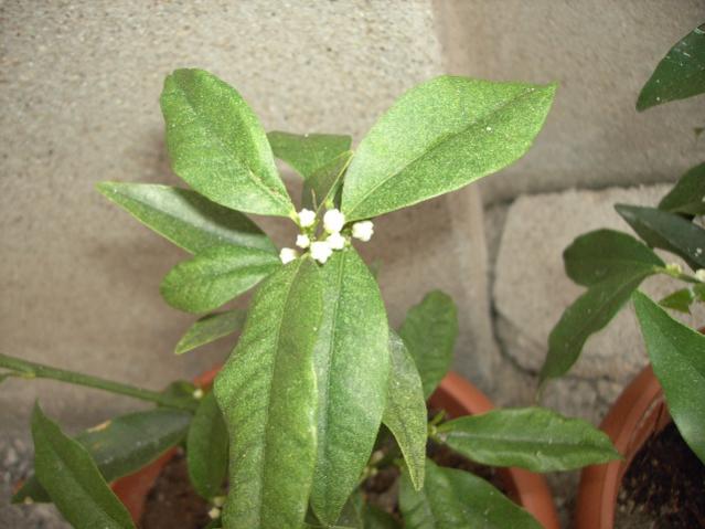 Name:  PICT0230.jpg
Views: 2441
Size:  40.7 KB