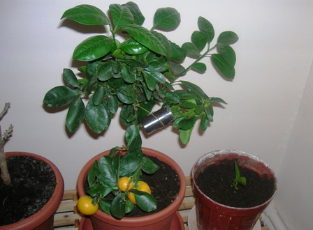 Name:  calamondin.JPG
Views: 5682
Size:  55.9 KB
