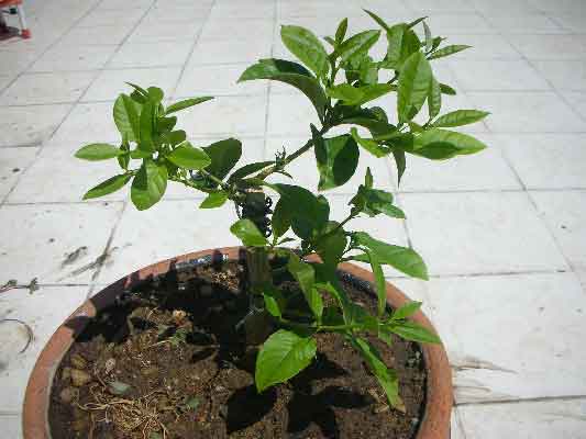 Name:  DSCN0019.jpg
Views: 141340
Size:  18.9 KB