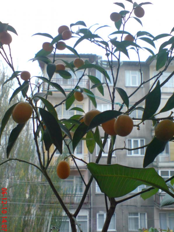 Name:  Resim 026.jpg
Views: 1954
Size:  73.0 KB