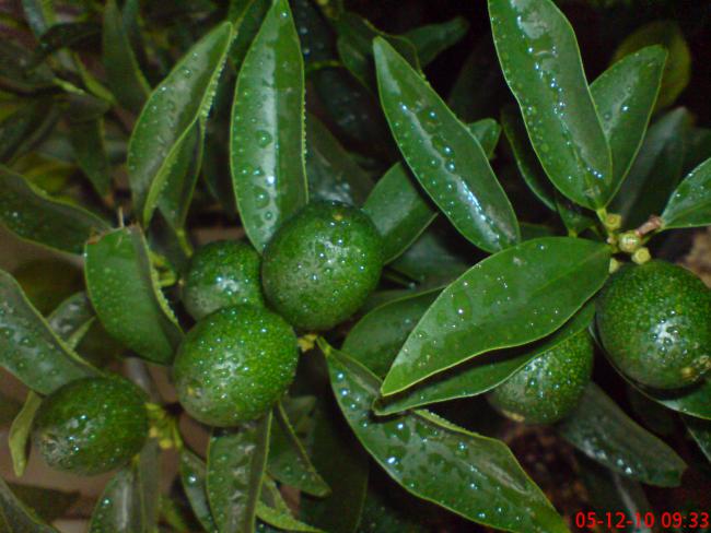 Name:  Resim 022.jpg
Views: 2052
Size:  49.1 KB