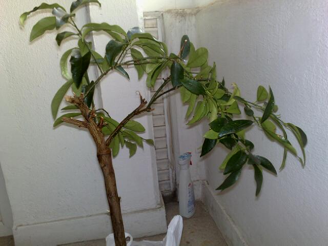 Name:  22122010277.jpg
Views: 2199
Size:  38.5 KB