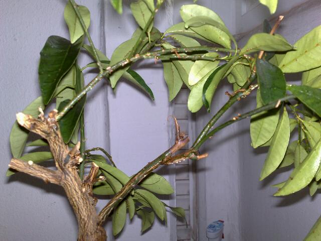 Name:  22122010279.jpg
Views: 2850
Size:  47.7 KB