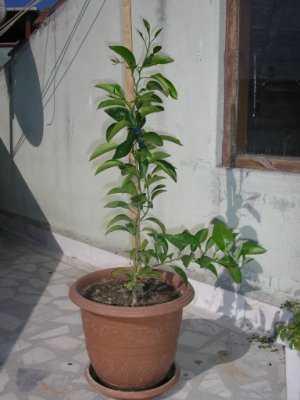 Name:  tlyp.jpg
Views: 3740
Size:  24.8 KB