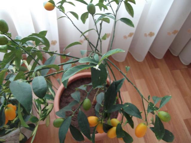 Name:  DSCF0778.jpg
Views: 3846
Size:  41.4 KB