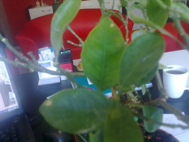 Name:  14032011129.jpg
Views: 4077
Size:  31.8 KB