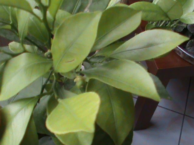 Name:  DSC00187.jpg
Views: 4018
Size:  31.4 KB