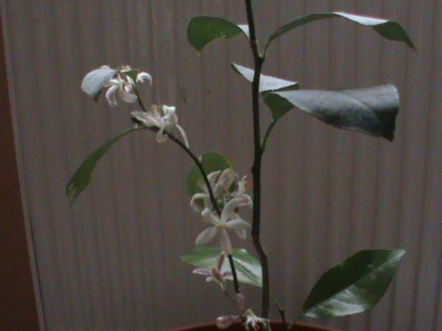 Name:  DSC00177.jpg
Views: 1314
Size:  26.1 KB