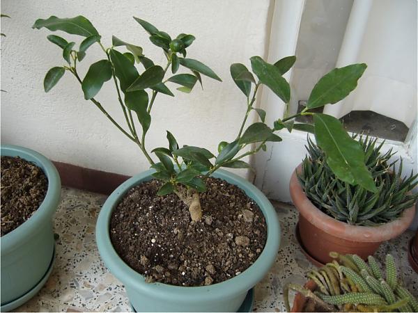 Name:  kamkat 2.jpg
Views: 5499
Size:  53.3 KB