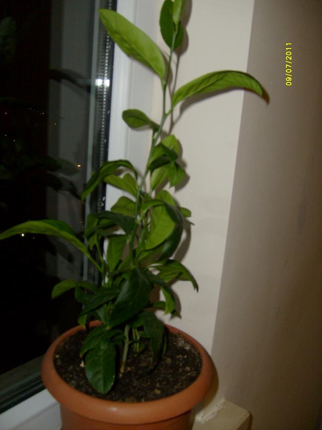 Name:  S6304987.jpg
Views: 3453
Size:  41.9 KB
