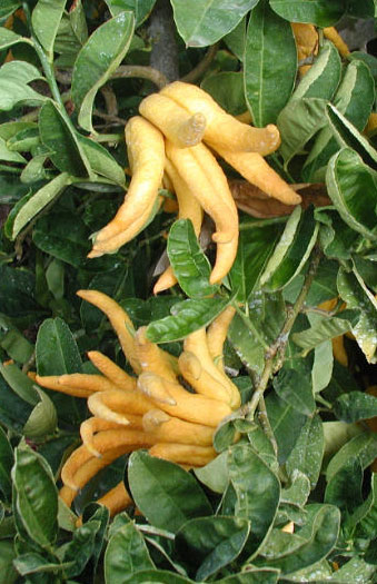 Buda'nın Eli (Buddha Hands Citron) ile ilgili görsel sonucu
