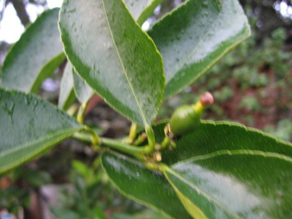 Name:  agaclarimdan ornekler[tahiti lime] 001.jpg
Views: 19288
Size:  41.3 KB
