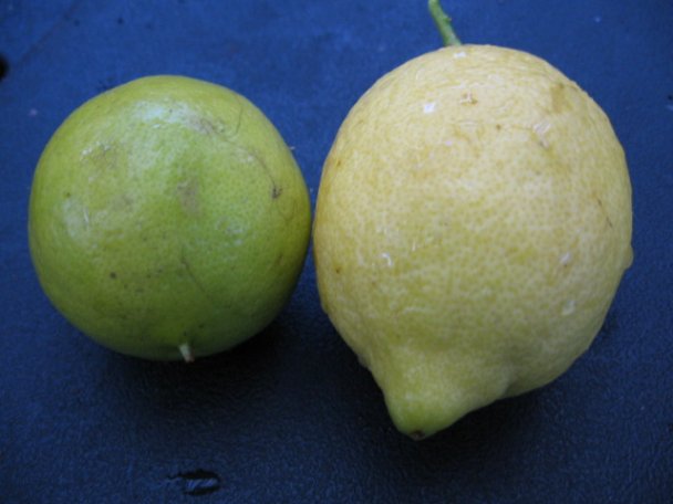 Name:  agaclarimdan ornekler[tahiti lime] 002.jpg
Views: 19494
Size:  36.2 KB