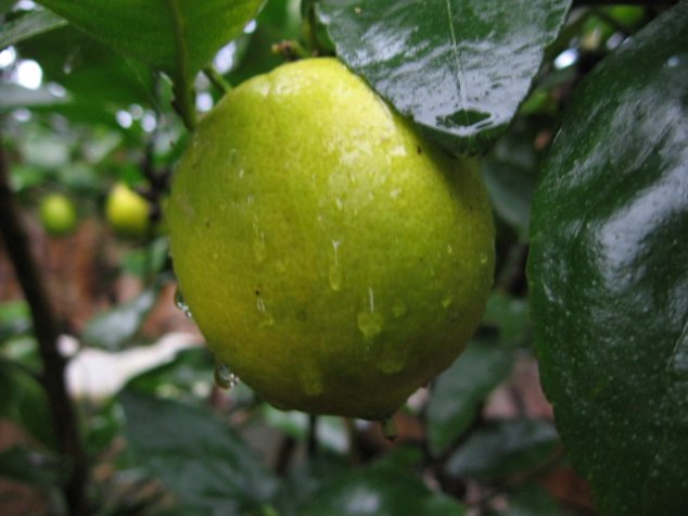 Name:  agaclarimdan ornekler[tahiti lime] 003.jpg
Views: 21302
Size:  44.7 KB