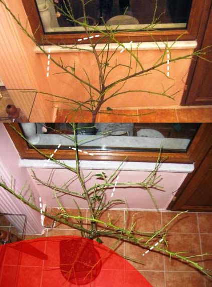 Name:  lerdemir2.jpg
Views: 1311
Size:  40.2 KB