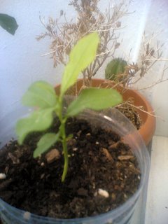 Name:  Goruntu(2486).jpg
Views: 2399
Size:  17.5 KB